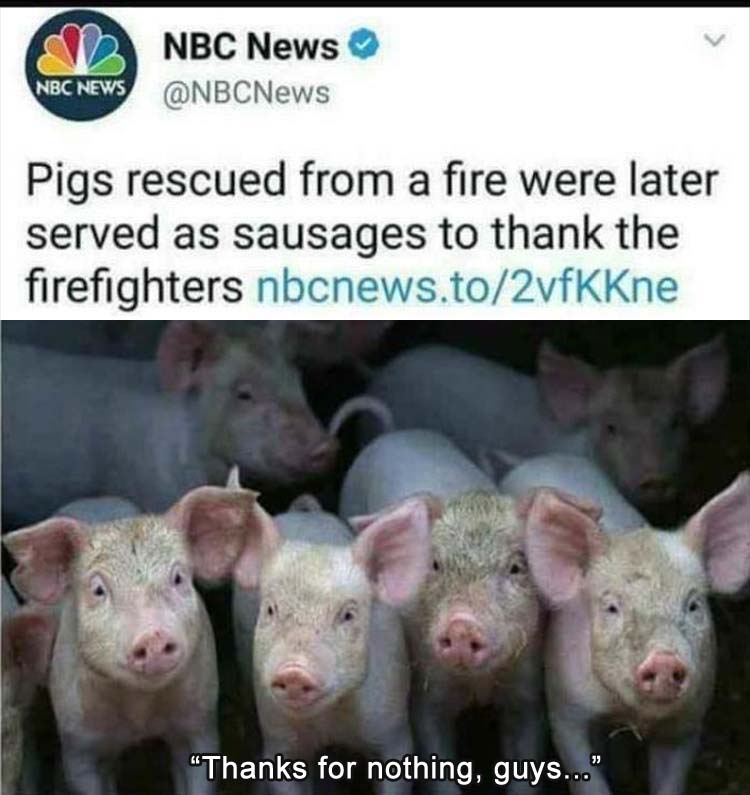 what-the-pigs.jpg