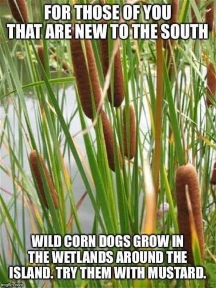 when-corndogs.jpeg