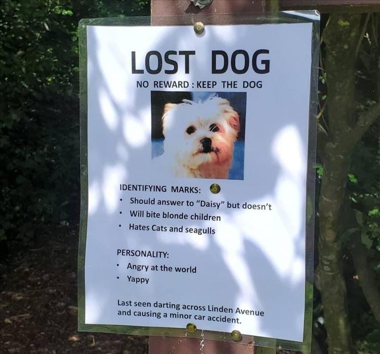 when-lost-dog.jpg