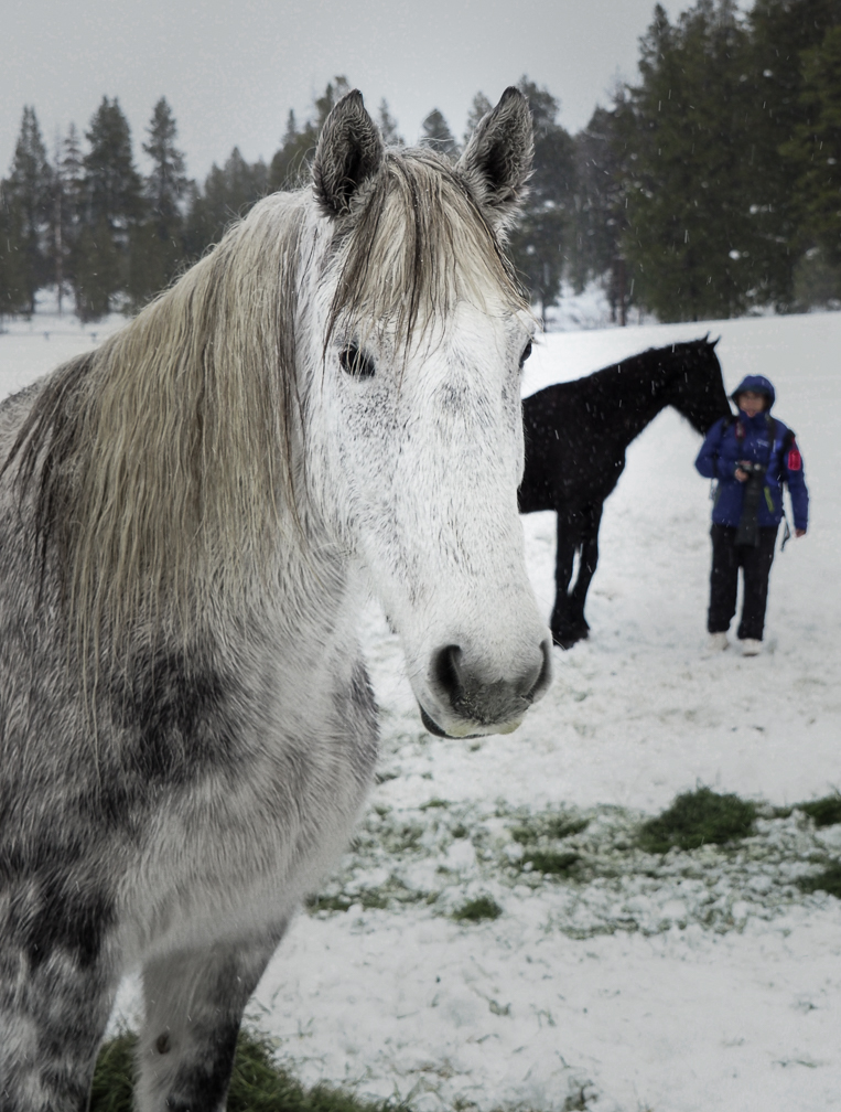 White Horse-0180.jpg