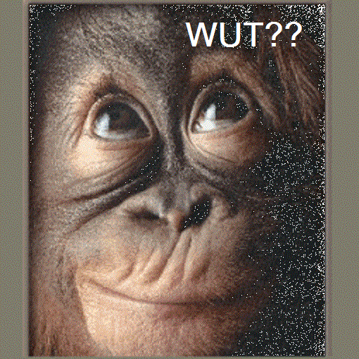 wut monkey.gif
