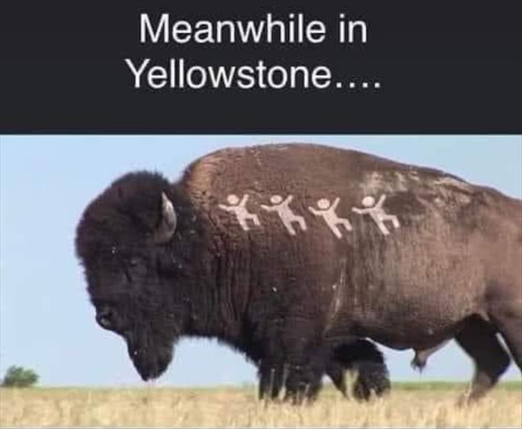 you-go-to-yellowstone.jpg