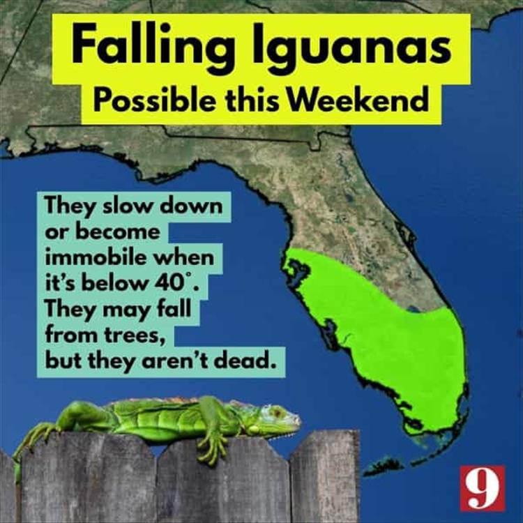 your-florida-problems.jpg