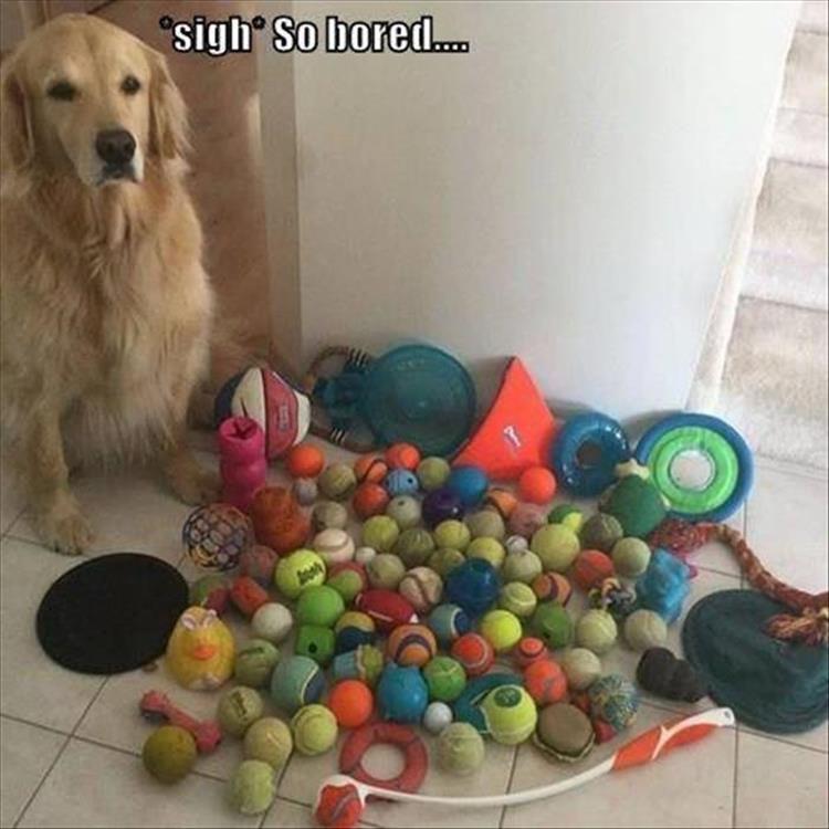 z-funny-12-22.jpg