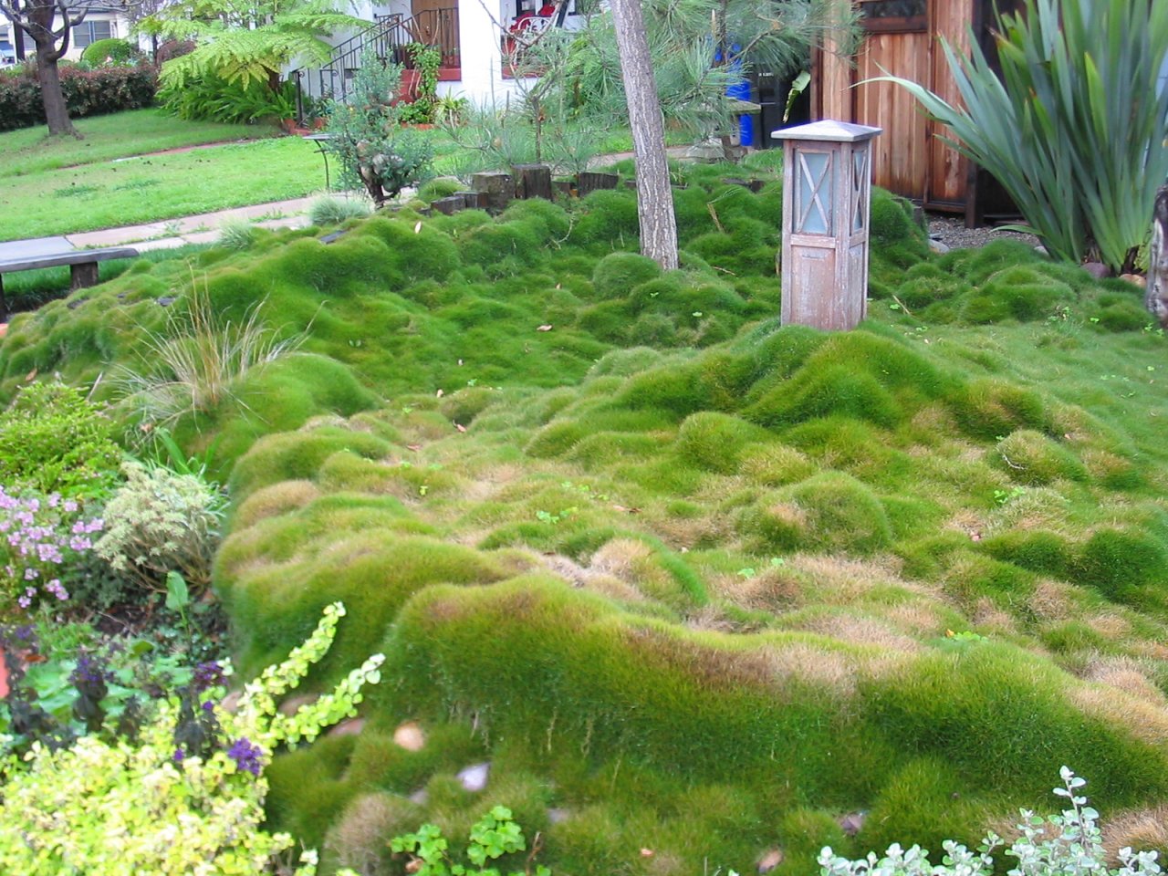 Zoysia_grass_in_San_Diego_California_02-2005.jpg