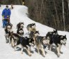 sled_dogs_race.jpg