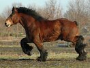 Belgian-Draft-Horse-Pictures.jpg