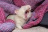 Pocket_Rat_Yawns_by_LadyShamisen.jpg