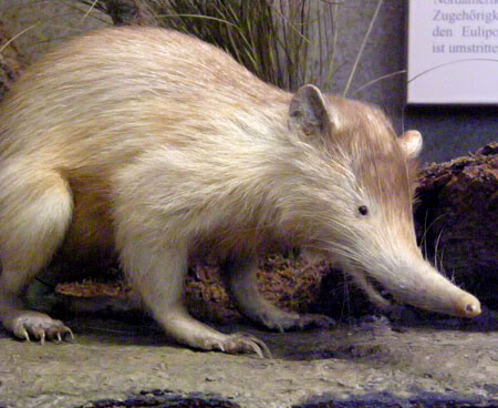 solenodon-dominican-republic-01.jpg