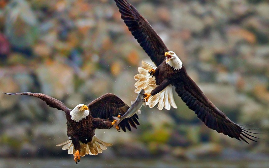 eagles-fish_2447007k_zps74d6fa65.jpg