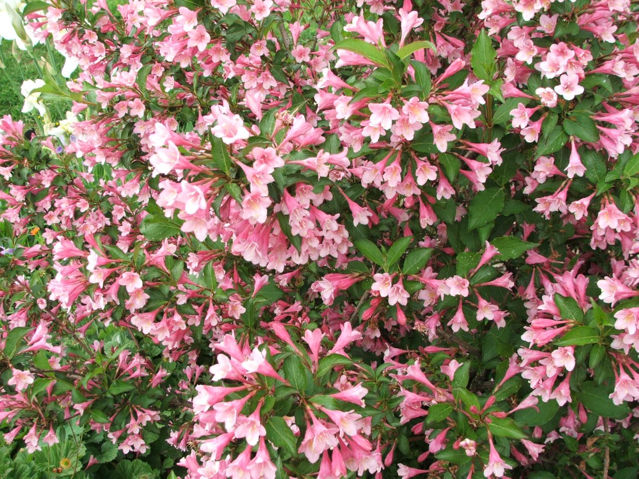 Weigela_florida_a3.jpg