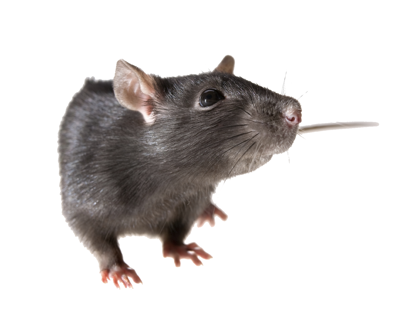 22848-8-rat.png