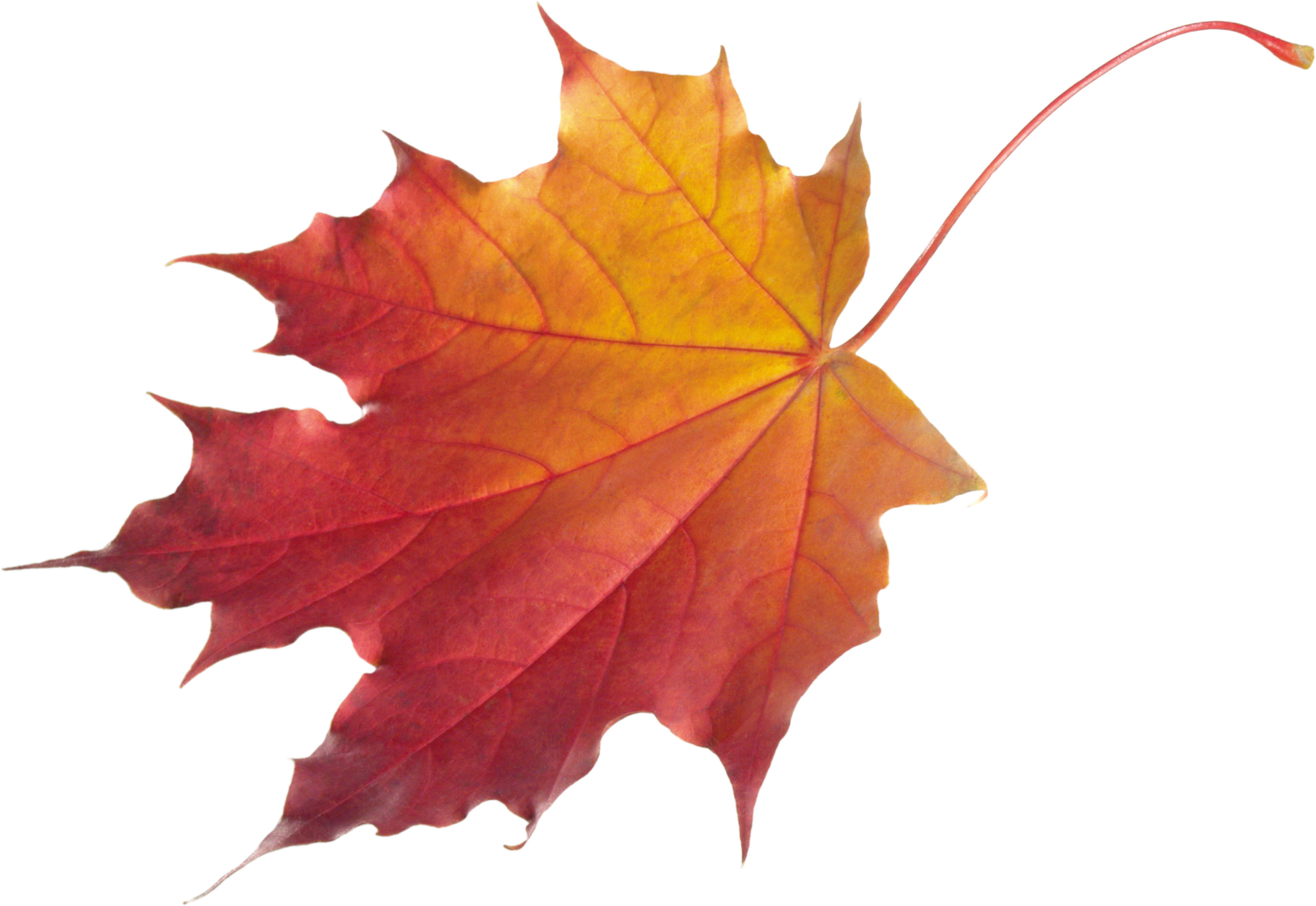 autumn_leaves_PNG3601.png