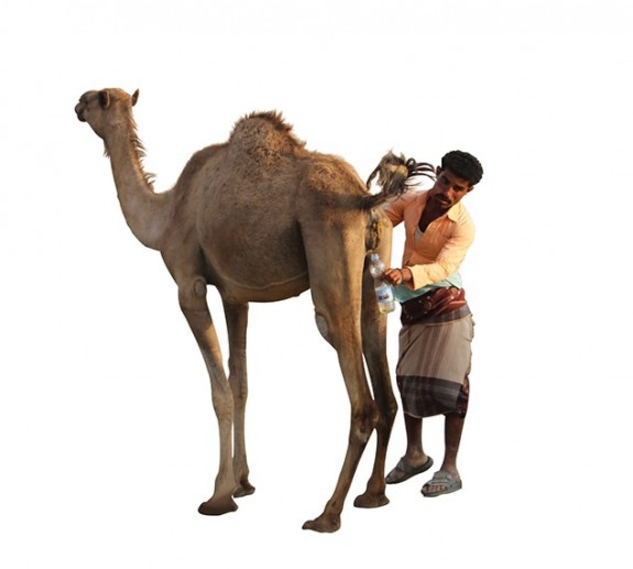 camel-urine-575x517.jpg