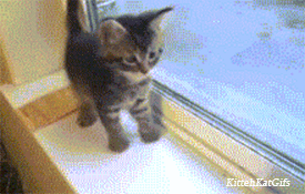 tumblr_my49qozh0Q1rrhjaso1_400.gif