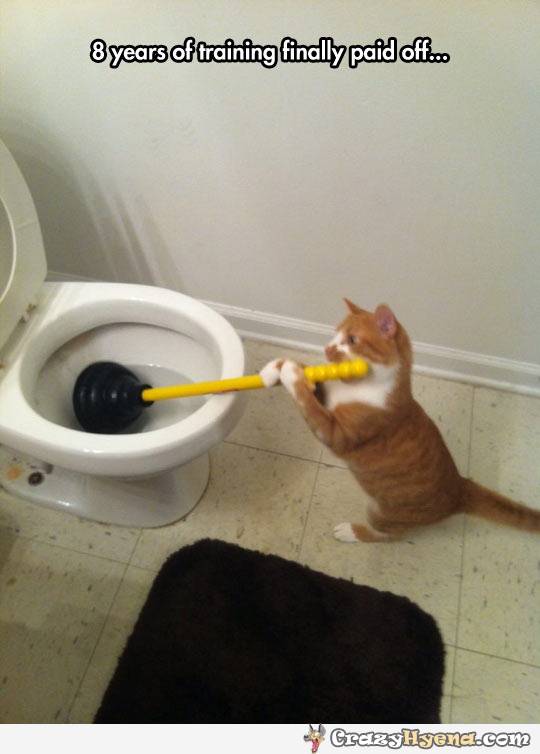 cat-cleaning-toilet-funny-photo.jpg