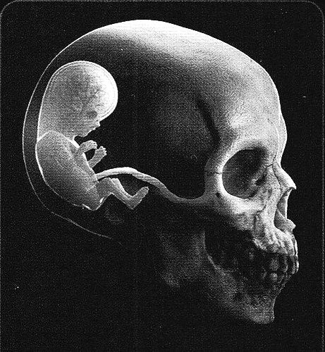 813d714bf2e97d271f5c3e90b8a8fcb0--anatomy-art-skull-art.jpg