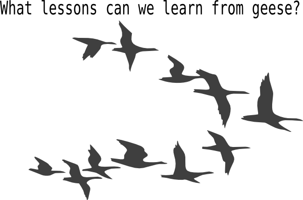 birds-in-flight-hi.png