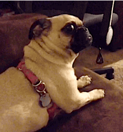 pug-gives-you-the-stink-eye.gif