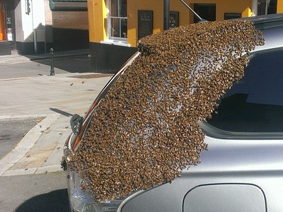 bee-swarm.jpg.400x300_q90_crop-smart.jpg