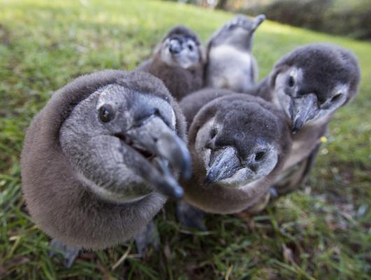 Baby-African-penguins_1_1.jpg