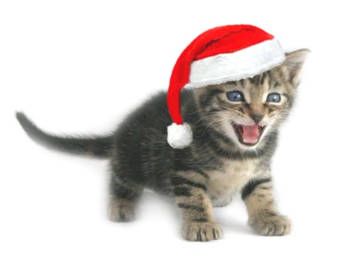 ChristmasKitten1.jpg