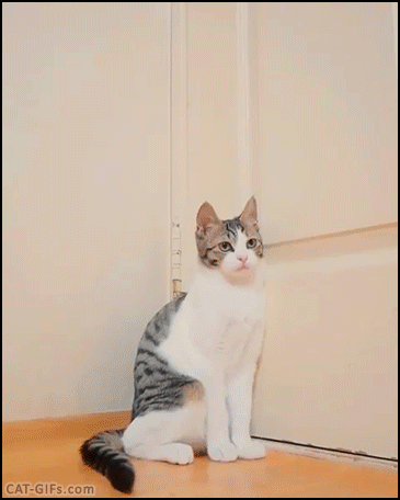 Cat-GIF-Funny-Cat-reaction-Suddenly-standing-up-Dont-touch-me-human-Just-cat-like-reflexes.gif