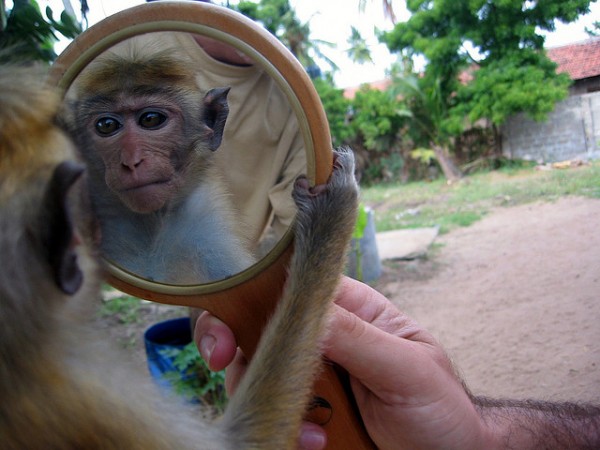 monkey-mirror-e1310240900178.jpg