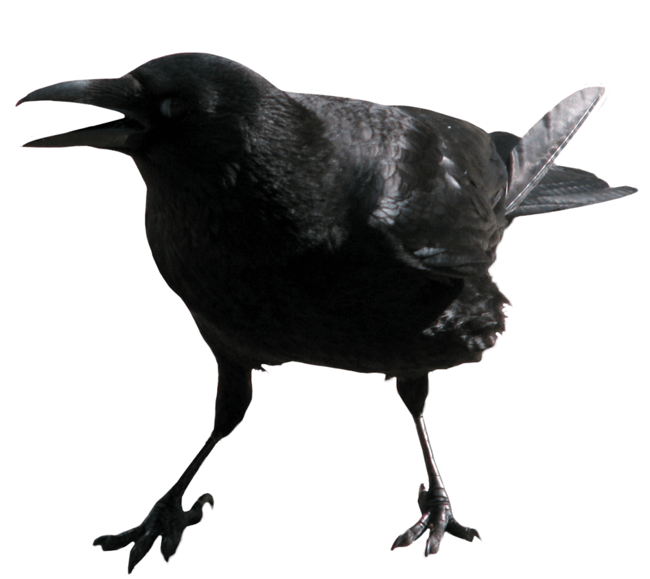 16-crow-png-image.png