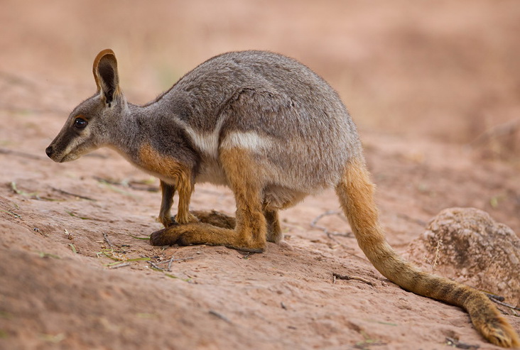 rock-wallaby.jpg