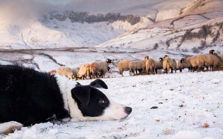 POTD_sheep_snow_2775248k1_zps73fd587b.jpg