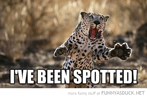 funny-shocked-leopard-ive-been-spotted-pics.jpg