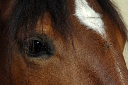 horse-eyes.jpg