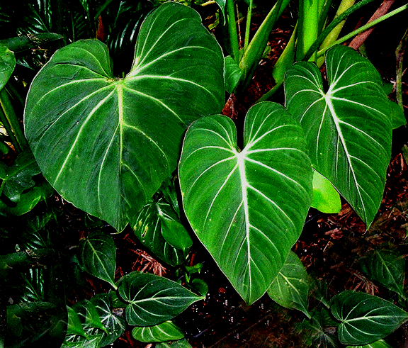 Philodendron-gloriosum.gif