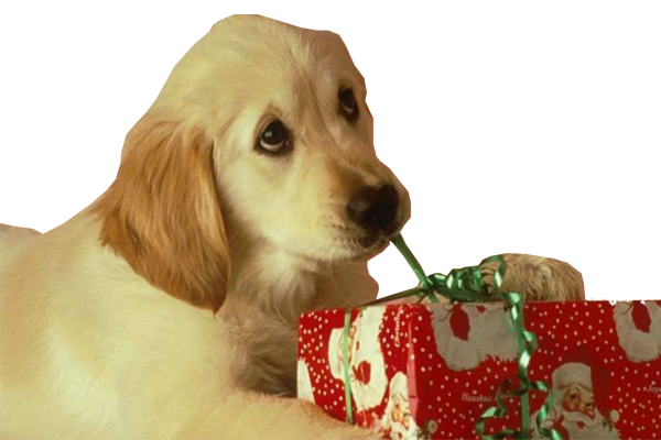 puppy-christmas-present.png