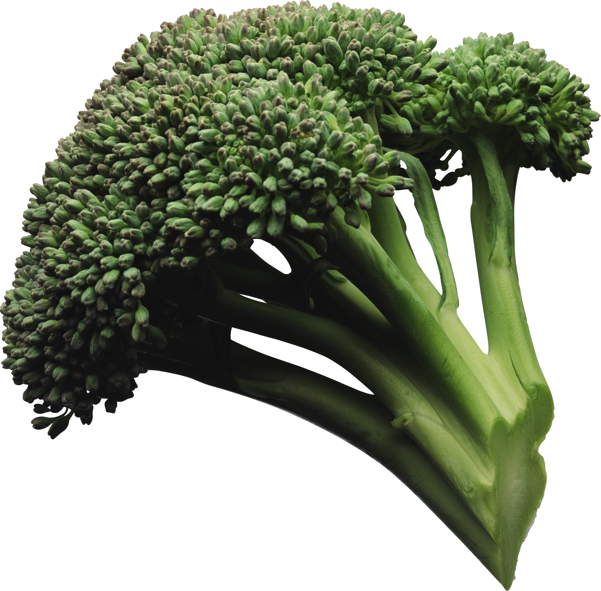 broccoli_PNG2823.png