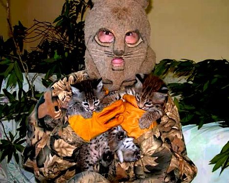 bobcat-costume2.jpg