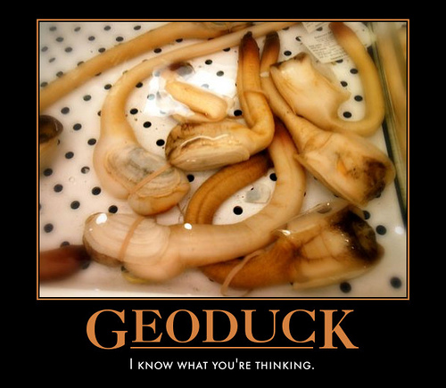 geoduck.jpg