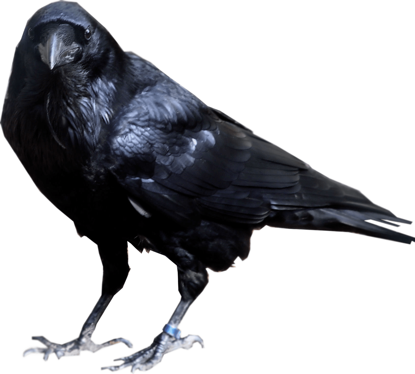 pre_cut_raven___stock_by_magic_komplex-d6cfmmq.png