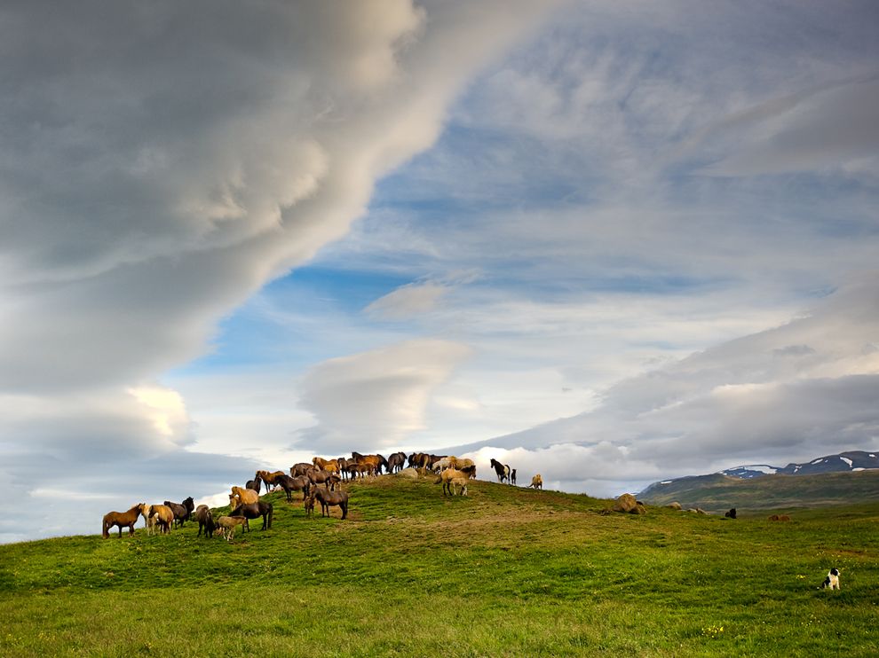 horses-farm-iceland_62979_990x742_zps5b57decc.jpg