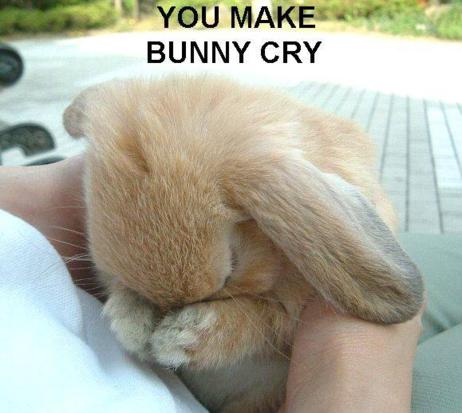 Funny-Rabbit-12.jpg