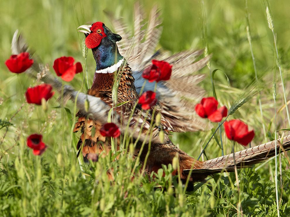 pheasant-poppies-italy_61076_990x742.jpg