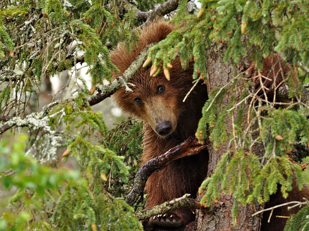 bear-yearling-tree_61137_990x742.jpg