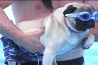 200w_d.gif