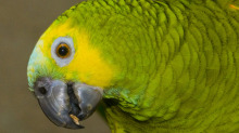 web-parrot_jpeg_1282222cl-3.jpg