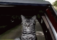 bounce-cat.gif