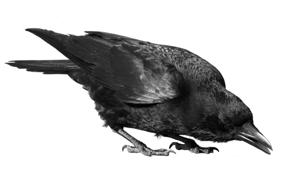 iXVFhc-crow-transparent-background.png