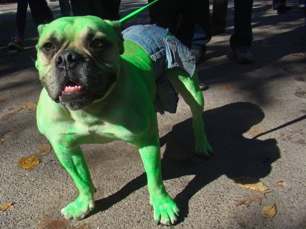 ss-091027-halloween-dogs-14.ss_full-1024x768.jpg