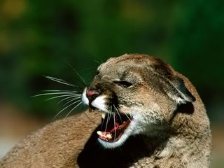 Close20Snarl20Cougar.jpg