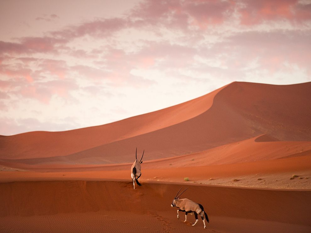 oryx-dunes-namibia_61075_990x742.jpg